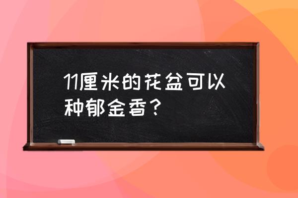郁金香的养殖方法需要多大花盆 11厘米的花盆可以种郁金香? 郁金香的养殖方法需要多大花盆 11厘米的花盆可以种郁金香?