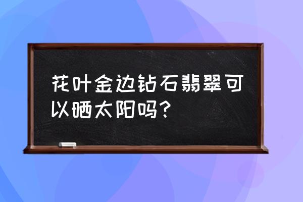 钻石翡翠盆栽能晒太阳吗 花叶金边钻石翡翠可以晒太阳吗？