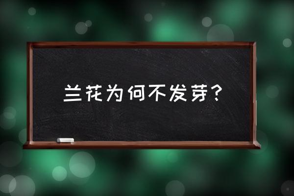 兰花不发新叶是什么原因 兰花为何不发芽? 兰花不发新叶是什么原因 兰花为何不发芽?