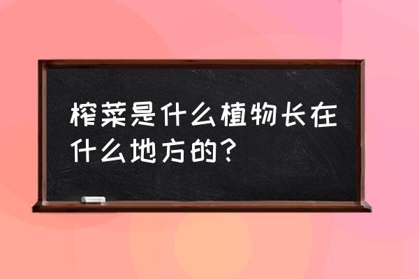 孩子为什么长榨菜 榨菜是什么植物长在什么地方的? 孩子为什么长榨菜 榨菜是什么植物长在什么地方的?