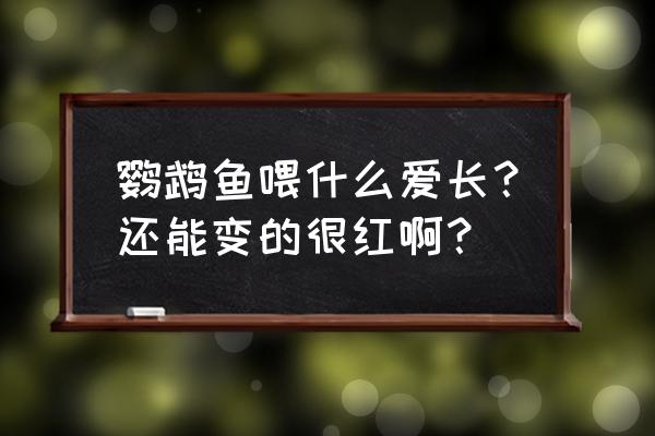 鹦鹉鱼吃哪种增红饲料最好 鹦鹉鱼喂什么爱长？还能变的很红啊？