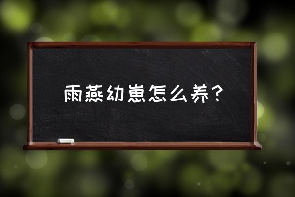 燕子幼鸟喂小鸡饲料行吗 雨燕幼崽怎么养？