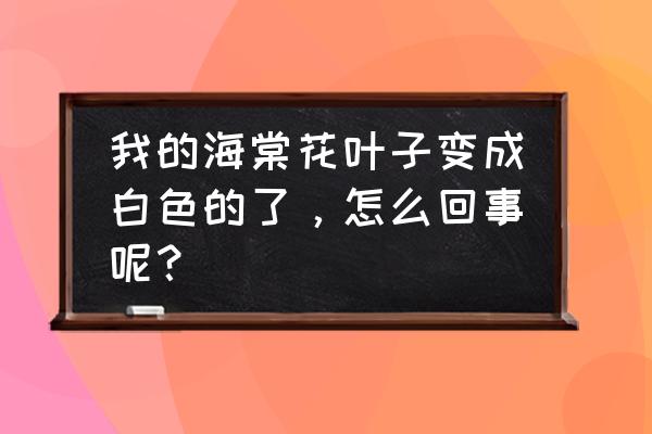 丽格海棠叶子发白怎么办 我的海棠花叶子变成白色的了,怎么回事呢? 丽格海棠叶子发白怎么办 我的海棠花叶子变成白色的了,怎么回事呢?