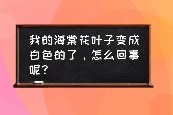 丽格海棠叶子发白怎么办 我的海棠花叶子变成白色的了，怎么回事呢？