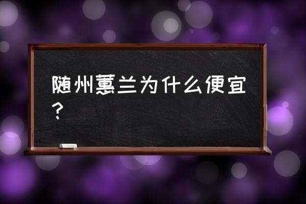 网购湖北随州兰花怎样 随州蕙兰为什么便宜? 网购湖北随州兰花怎样 随州蕙兰为什么便宜?