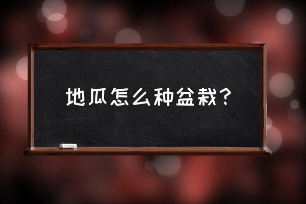 花盆能种出地瓜吗 地瓜怎么种盆栽? 花盆能种出地瓜吗 地瓜怎么种盆栽?