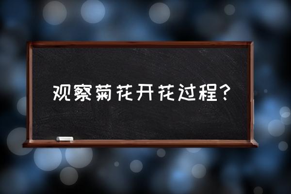 菊花开的时候是什么样子的 观察菊花开花过程? 菊花开的时候是什么样子的 观察菊花开花过程?