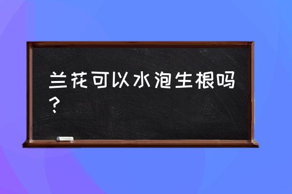 兰花可以水泡生根吗 兰花可以水泡生根吗? 兰花可以水泡生根吗 兰花可以水泡生根吗?