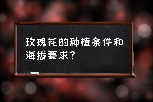 玫瑰花生长的环境是什么 玫瑰花的种植条件和海拔要求? 玫瑰花生长的环境是什么 玫瑰花的种植条件和海拔要求?