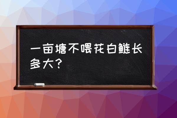 花鲢不吃饲料能长大吗 一亩塘不喂花白鲢长多大? 花鲢不吃饲料能长大吗 一亩塘不喂花白鲢长多大?