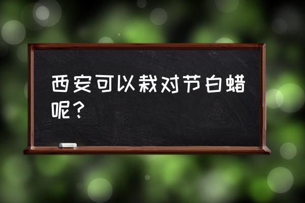 秦岭山有没有可以做盆景的树 西安可以栽对节白蜡呢？