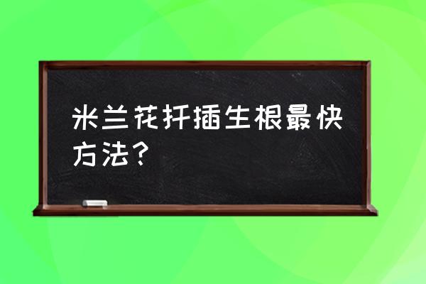 米兰花卉插枝能活吗 米兰花扦插生根最快方法? 米兰花卉插枝能活吗 米兰花扦插生根最快方法?