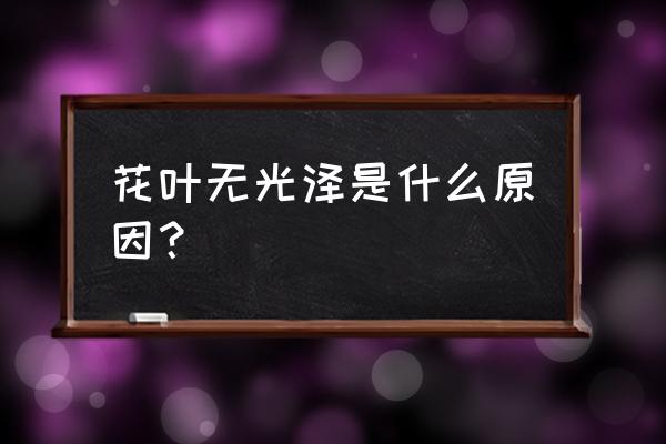 花卉叶子长的不好是缺什么 花叶无光泽是什么原因? 花卉叶子长的不好是缺什么 花叶无光泽是什么原因?