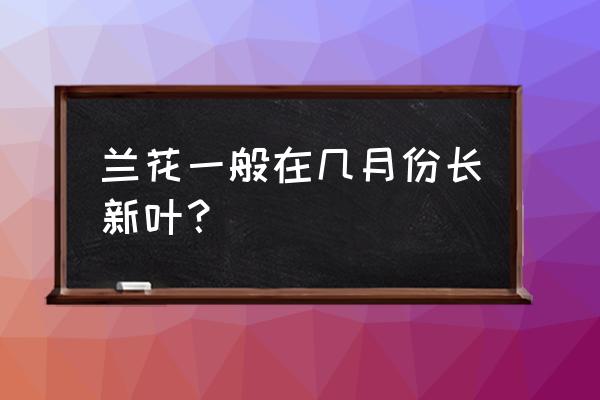 兰花几月发新芽 兰花一般在几月份长新叶? 兰花几月发新芽 兰花一般在几月份长新叶?