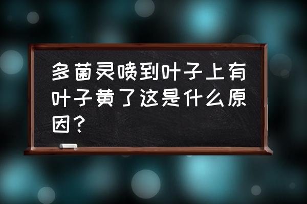 绿萝放了多菌灵叶子发黄怎么办 多菌灵喷到叶子上有叶子黄了这是什么原因? 绿萝放了多菌灵叶子发黄怎么办 多菌灵喷到叶子上有叶子黄了这是什么原因?