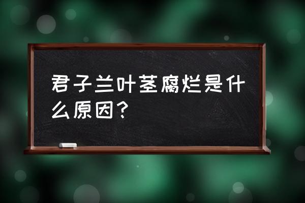 君子兰茎烂没了怎么办 君子兰叶茎腐烂是什么原因? 君子兰茎烂没了怎么办 君子兰叶茎腐烂是什么原因?