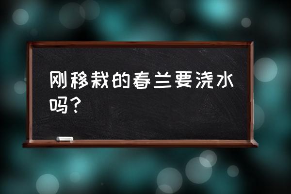 兰花移栽后需要注意什么 刚移栽的春兰要浇水吗? 兰花移栽后需要注意什么 刚移栽的春兰要浇水吗?
