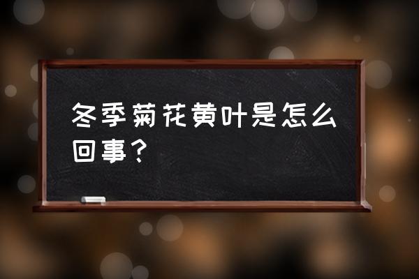菊花冬天叶子会变黄吗 冬季菊花黄叶是怎么回事? 菊花冬天叶子会变黄吗 冬季菊花黄叶是怎么回事?