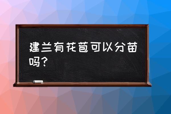 带花苞的兰花怎么分株 建兰有花苞可以分苗吗? 带花苞的兰花怎么分株 建兰有花苞可以分苗吗?