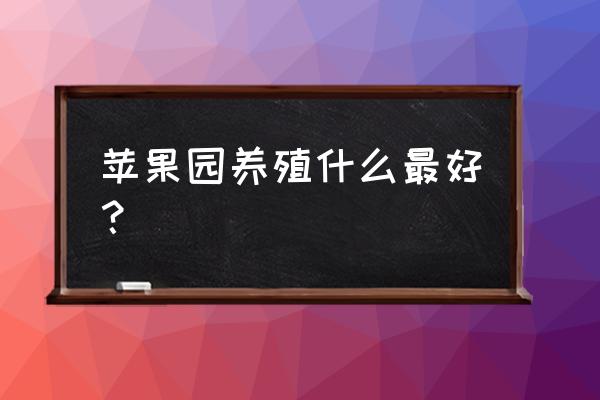 苹果树下能不能养鸡 苹果园养殖什么最好? 苹果树下能不能养鸡 苹果园养殖什么最好?