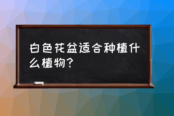 白菜形状的花盆适合栽什么花 白色花盆适合种植什么植物？