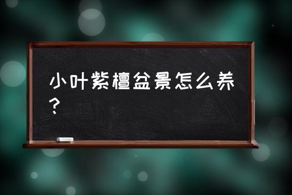 盆栽小叶紫膻怎么养 小叶紫檀盆景怎么养？