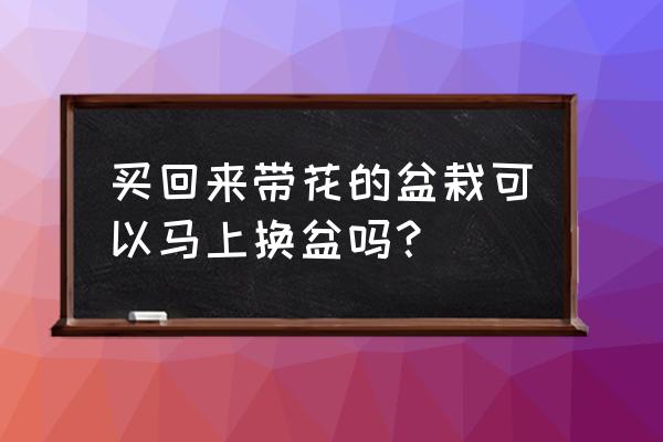 刚买回来的花能不能立即换花盆 买回来带花的盆栽可以马上换盆吗? 刚买回来的花能不能立即换花盆 买回来带花的盆栽可以马上换盆吗?