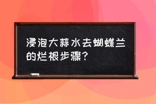 兰花根可以用大蒜水泡吗 浸泡大蒜水去蝴蝶兰的烂根步骤? 兰花根可以用大蒜水泡吗 浸泡大蒜水去蝴蝶兰的烂根步骤?
