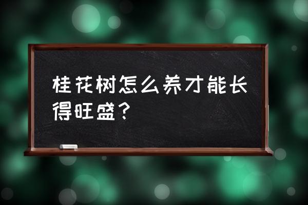 桂花树盆栽怎么养才长得好 桂花树怎么养才能长得旺盛? 桂花树盆栽怎么养才长得好 桂花树怎么养才能长得旺盛?