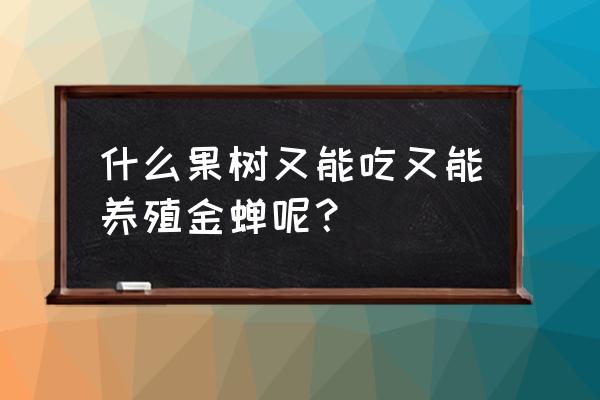 养殖金蝉什么果树最合适 什么果树又能吃又能养殖金蝉呢? 养殖金蝉什么果树最合适 什么果树又能吃又能养殖金蝉呢?
