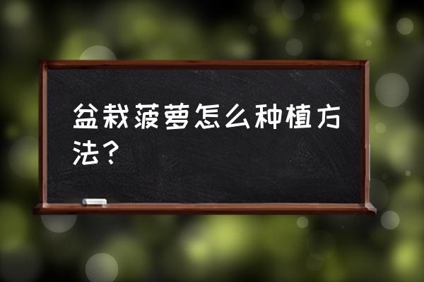 菠萝怎么种盆栽 盆栽菠萝怎么种植方法? 菠萝怎么种盆栽 盆栽菠萝怎么种植方法?