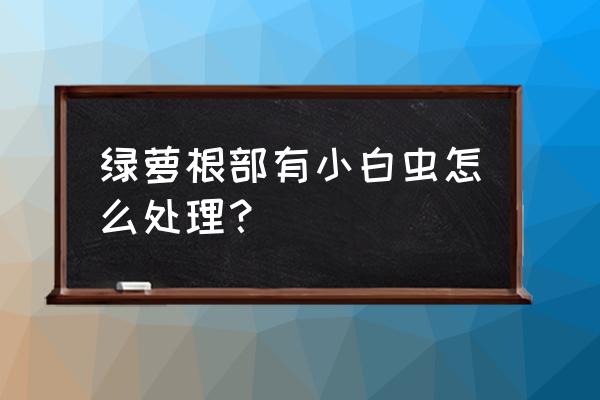 绿萝生虫能用杀虫剂喷吗 绿萝根部有小白虫怎么处理? 绿萝生虫能用杀虫剂喷吗 绿萝根部有小白虫怎么处理?