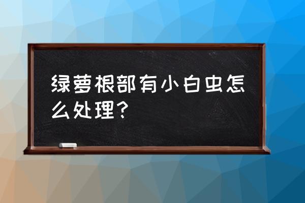 绿萝生虫能用杀虫剂喷吗 绿萝根部有小白虫怎么处理？