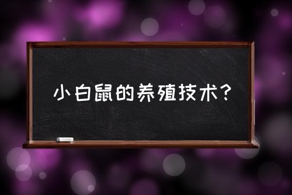 小鼠饲料一般多少目 小白鼠的养殖技术? 小鼠饲料一般多少目 小白鼠的养殖技术?