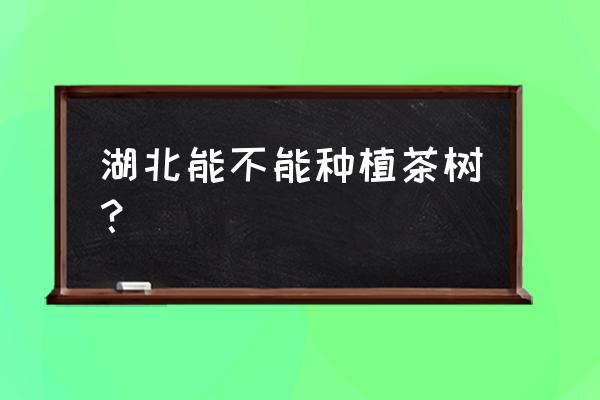 湖北栽茶花可以吗 湖北能不能种植茶树? 湖北栽茶花可以吗 湖北能不能种植茶树?