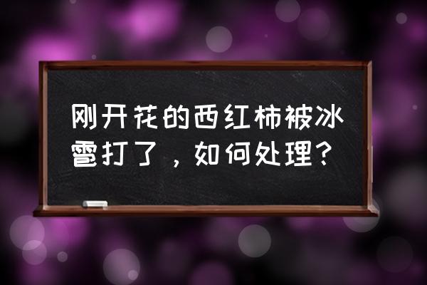 果树花期遇冰雹怎么补救 刚开花的西红柿被冰雹打了,如何处理? 果树花期遇冰雹怎么补救 刚开花的西红柿被冰雹打了,如何处理?