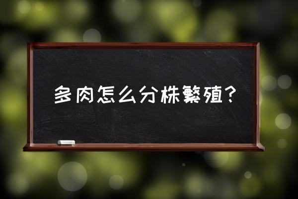 多肉植物分株栽吗 多肉怎么分株繁殖? 多肉植物分株栽吗 多肉怎么分株繁殖?