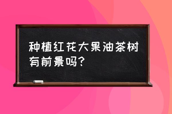 大果红花油茶树苗多少钱一株 种植红花大果油茶树有前景吗？