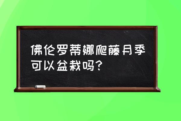 爬藤月季能种在花盆里面吗 佛伦罗蒂娜爬藤月季可以盆栽吗? 爬藤月季能种在花盆里面吗 佛伦罗蒂娜爬藤月季可以盆栽吗?