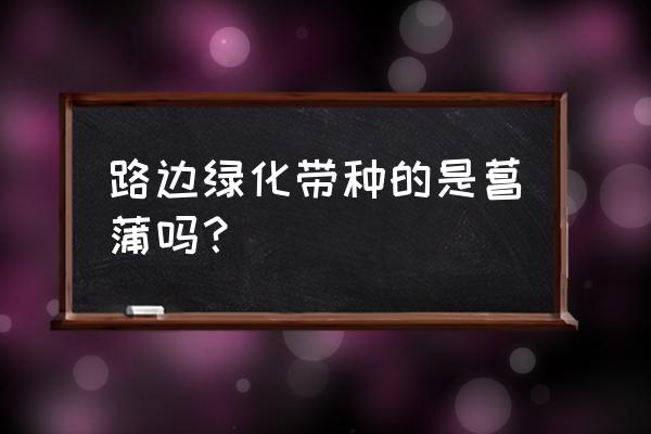 城市道路绿化带植物叫什么名字 路边绿化带种的是菖蒲吗? 城市道路绿化带植物叫什么名字 路边绿化带种的是菖蒲吗?