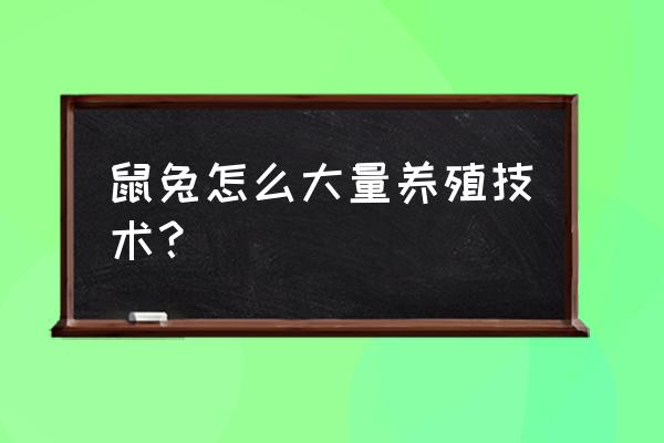 老鼠兔怎么养殖技术 鼠兔怎么大量养殖技术？