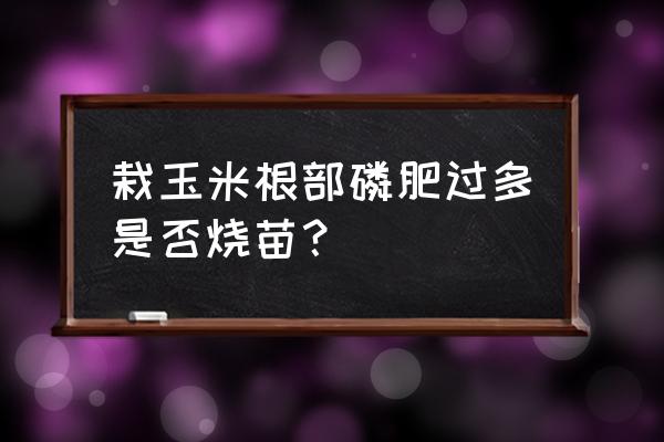 庄稼磷肥施多了会怎么样 栽玉米根部磷肥过多是否烧苗? 庄稼磷肥施多了会怎么样 栽玉米根部磷肥过多是否烧苗?