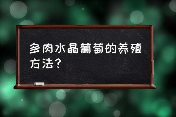 如何在家盆栽种植水晶葡萄 多肉水晶葡萄的养殖方法? 如何在家盆栽种植水晶葡萄 多肉水晶葡萄的养殖方法?