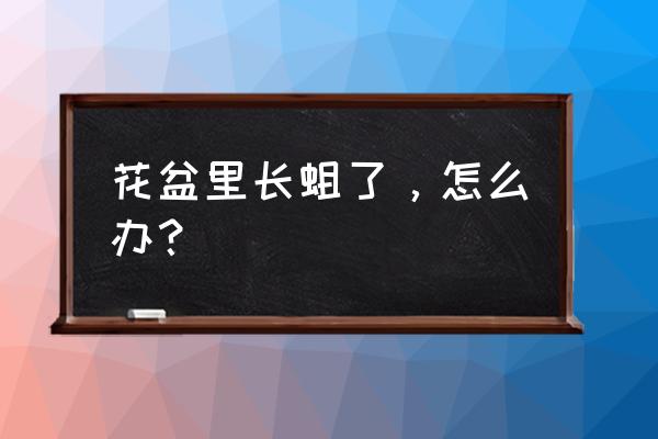 花盆土里长蛆如何处理 花盆里长蛆了,怎么办? 花盆土里长蛆如何处理 花盆里长蛆了,怎么办?