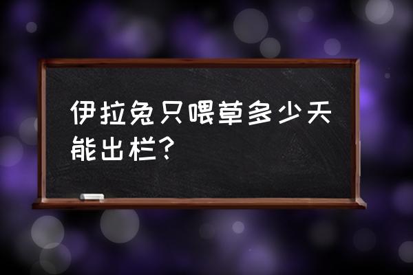 养殖兔子多长时间出栏 伊拉兔只喂草多少天能出栏？