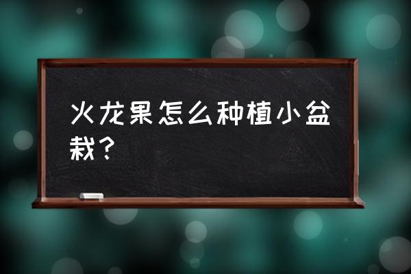盆栽火龙果种植时候要注意什么 火龙果怎么种植小盆栽? 盆栽火龙果种植时候要注意什么 火龙果怎么种植小盆栽?