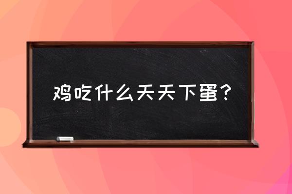 鸡吃什么下蛋多饲料 鸡吃什么天天下蛋? 鸡吃什么下蛋多饲料 鸡吃什么天天下蛋?