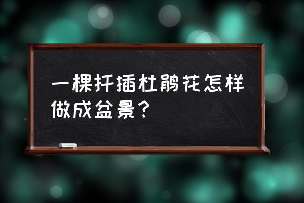 怎样制作杜鹃花盆景 一棵扦插杜鹃花怎样做成盆景? 怎样制作杜鹃花盆景 一棵扦插杜鹃花怎样做成盆景?