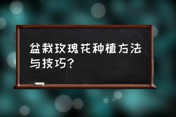 怎样种植盆栽玫瑰花 盆栽玫瑰花种植方法与技巧? 怎样种植盆栽玫瑰花 盆栽玫瑰花种植方法与技巧?