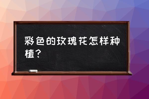 彩虹玫瑰怎么种植 彩色的玫瑰花怎样种植? 彩虹玫瑰怎么种植 彩色的玫瑰花怎样种植?